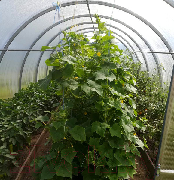 Изображение товара Теплица КомфортПром 3x10м(1) / 10014076 (с поликарбонатом)