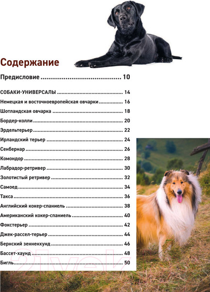Изображение товара Энциклопедия Эксмо Все породы собак (Сула Г., Яворская-Милешкина Е., Сафронова А.)