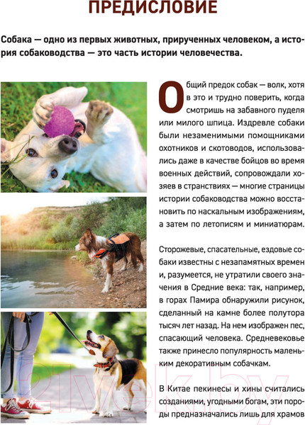 Изображение товара Энциклопедия Эксмо Все породы собак (Сула Г., Яворская-Милешкина Е., Сафронова А.)