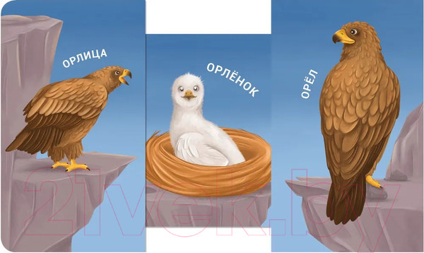 Изображение товара Развивающая книга Робинс Книжки – задвижки. Мама, папа и малыш. Дикие животные