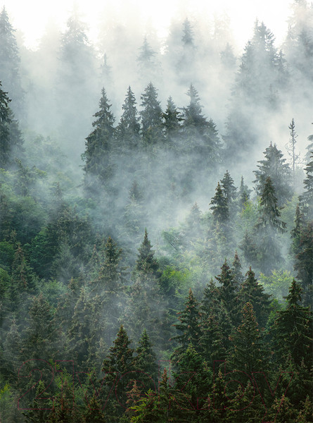 Изображение товара Фотообои листовые Vimala Зеленый лес (270x200)