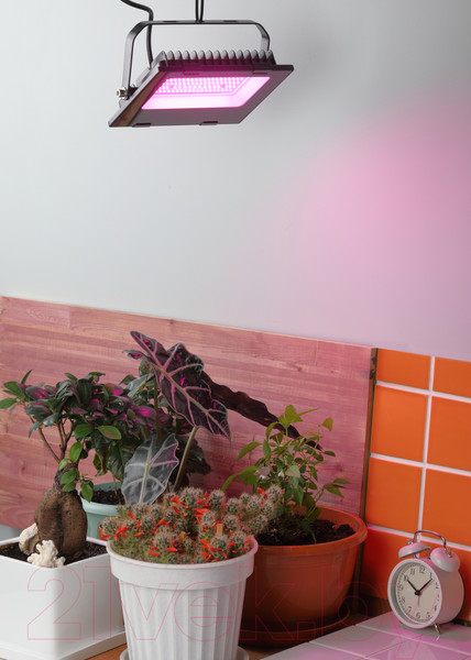 Изображение товара Светильник для растений ЭРА FITO-50W-RB-LED / Б0046368