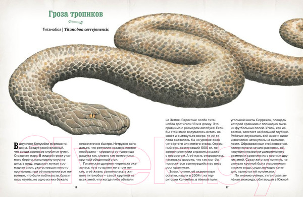 Изображение товара Энциклопедия Махаон Музей доисторических животных. Единороги, мамонты (Стегман Л.)