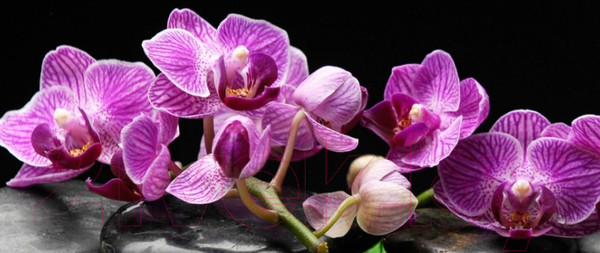 Изображение товара Скиналь ALBICO SP 089