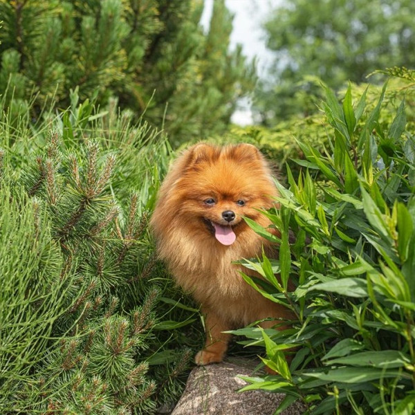 Изображение товара Влажный корм для собак Nature's Protection Mini Junior Healthy Growth with Chicken and Beef / KIK45279 (100г)