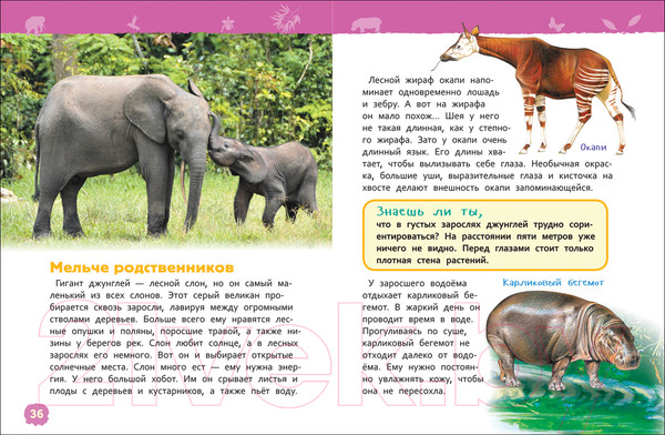 Изображение товара Энциклопедия Росмэн Джунгли. Энциклопедия для детского сада (Клюшник Л.В.)