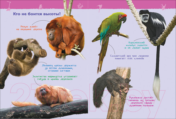 Изображение товара Энциклопедия Росмэн Джунгли. Энциклопедия для детского сада (Клюшник Л.В.)