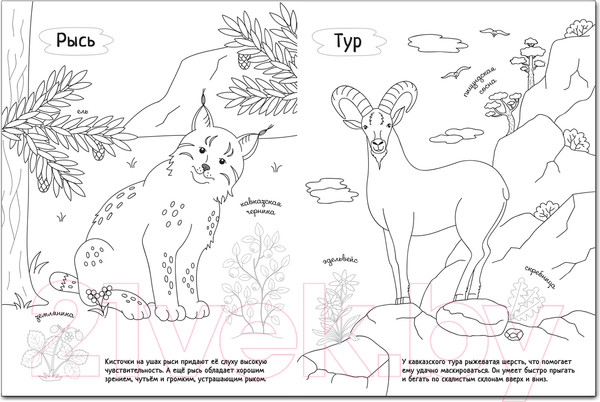 Изображение товара Раскраска Мозаика-Синтез Раскрась Россию. Книжка с наклейками. Кавказ / МС11390