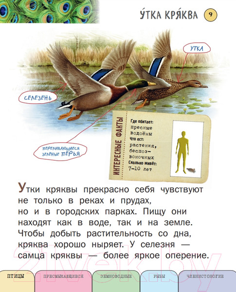 Изображение товара Энциклопедия Эксмо Все насекомые, птицы, рыбы с крупными буквами (Ананьева Е.Г.)