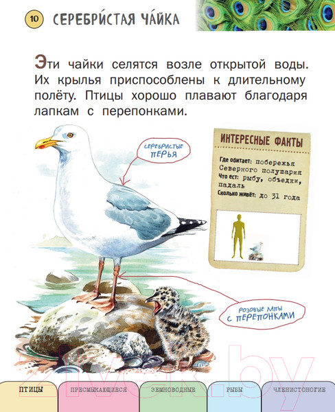 Изображение товара Энциклопедия Эксмо Все насекомые, птицы, рыбы с крупными буквами (Ананьева Е.Г.)