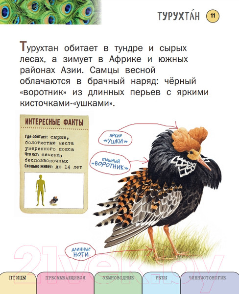 Изображение товара Энциклопедия Эксмо Все насекомые, птицы, рыбы с крупными буквами (Ананьева Е.Г.)