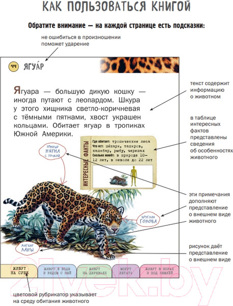 Изображение товара Энциклопедия Эксмо Все млекопитающие с крупными буквами (Ананьева Е.Г.)