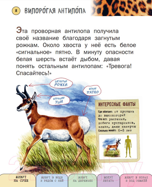 Изображение товара Энциклопедия Эксмо Все млекопитающие с крупными буквами (Ананьева Е.Г.)