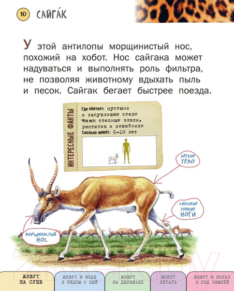 Изображение товара Энциклопедия Эксмо Все млекопитающие с крупными буквами (Ананьева Е.Г.)