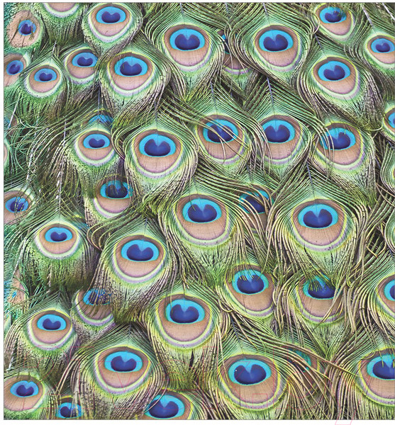 Изображение товара Набор текстиля для спальни JoyArty bcsl_12568 (220x235)