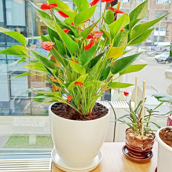 Изображение товара Вазон Вещицы Бутон BH-35-2 (молочно-белый)