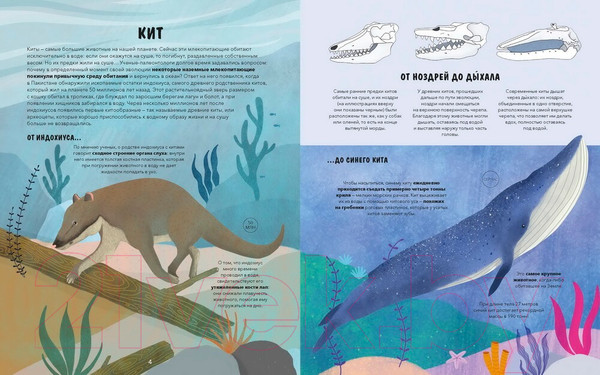 Изображение товара Энциклопедия МИФ Эволюция. Как изменилась жизнь за миллиарды лет (Рахван Д.)