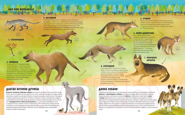 Изображение товара Энциклопедия МИФ Эволюция. Как изменилась жизнь за миллиарды лет (Рахван Д.)