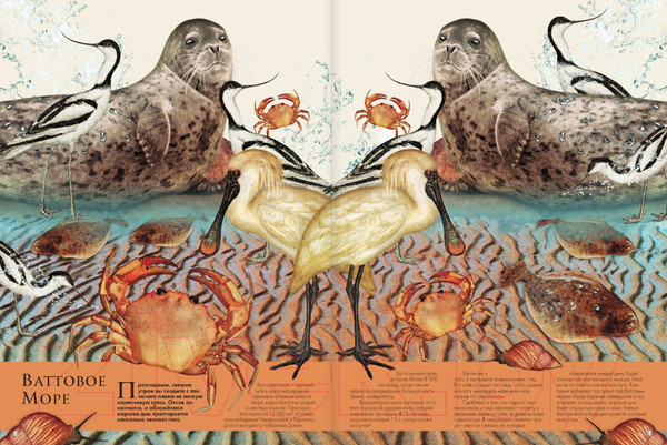 Изображение товара Энциклопедия АСТ Подводный мир (Кауфман А.)