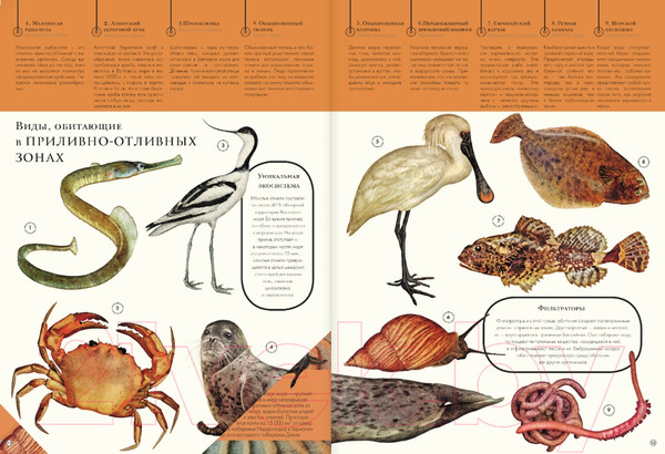 Изображение товара Энциклопедия АСТ Подводный мир (Кауфман А.)
