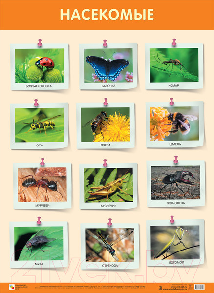 Изображение товара Развивающий плакат Мозаика-Синтез Насекомые / МС11900