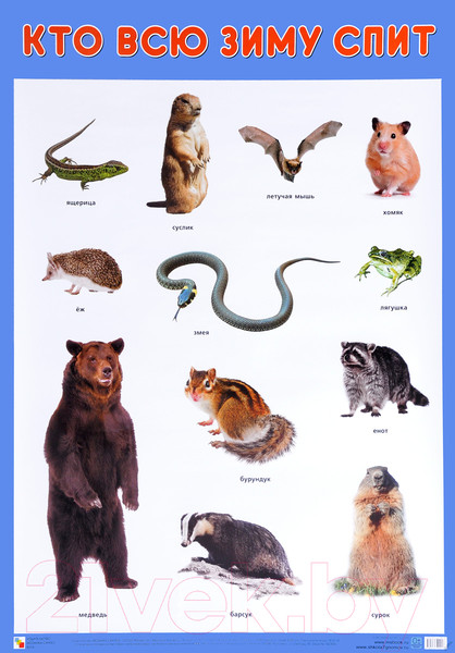 Изображение товара Развивающий плакат Мозаика-Синтез Кто всю зиму спит / МС11638