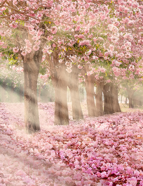 Изображение товара Фотообои листовые Citydecor Сказочная природа 5 (200x260)