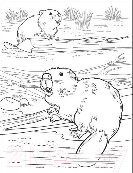 Изображение товара Раскраска Росмэн Лучшая раскраска! Животные / 9785353101499