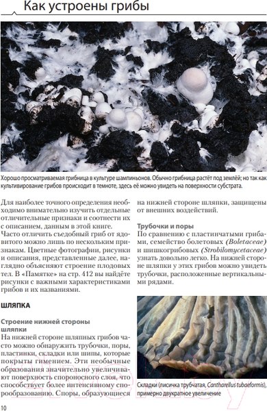 Изображение товара Энциклопедия Эксмо Грибы (Флюк М.)