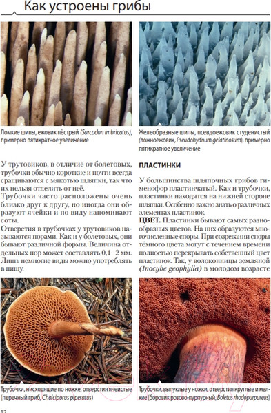 Изображение товара Энциклопедия Эксмо Грибы (Флюк М.)