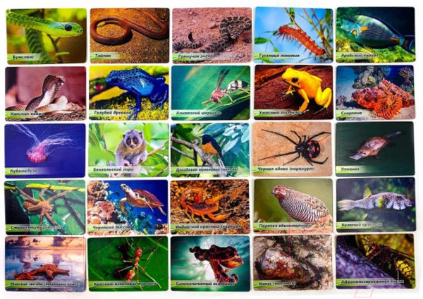 Изображение товара Настольная игра АльфаТойс Мемо Ядовитые обитатели планеты / 11414