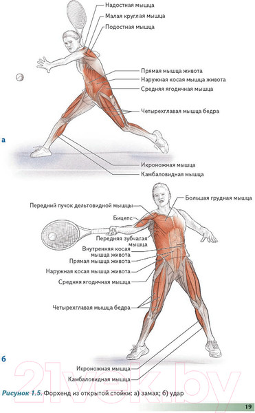 Изображение товара Книга Попурри Анатомия тенниса 2022г. (Роутерт П., Ковач М.)