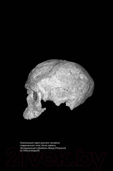 Изображение товара Книга Альпина Близкие контакты далеких предков (Синъен Ю., Санхи Л.)