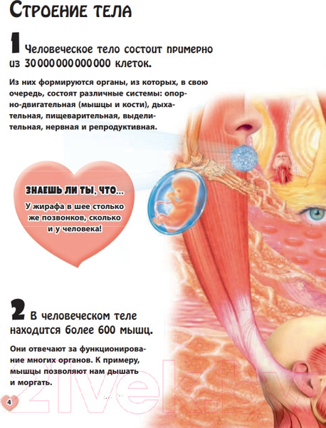 Изображение товара Энциклопедия Эксмо Тело человека (Бакеро М.)