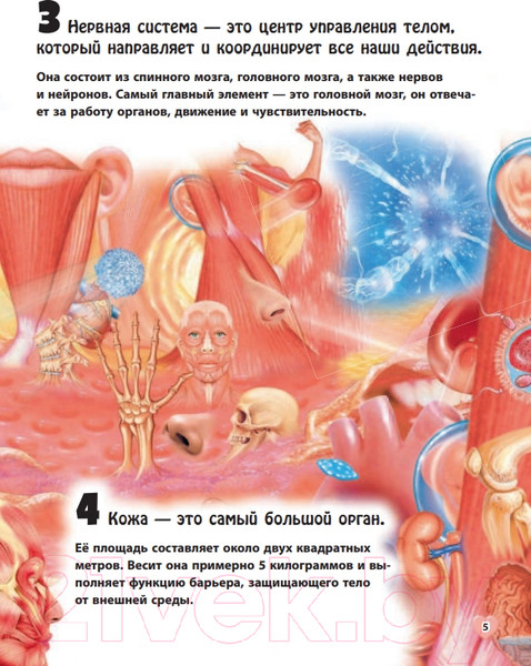 Изображение товара Энциклопедия Эксмо Тело человека (Бакеро М.)