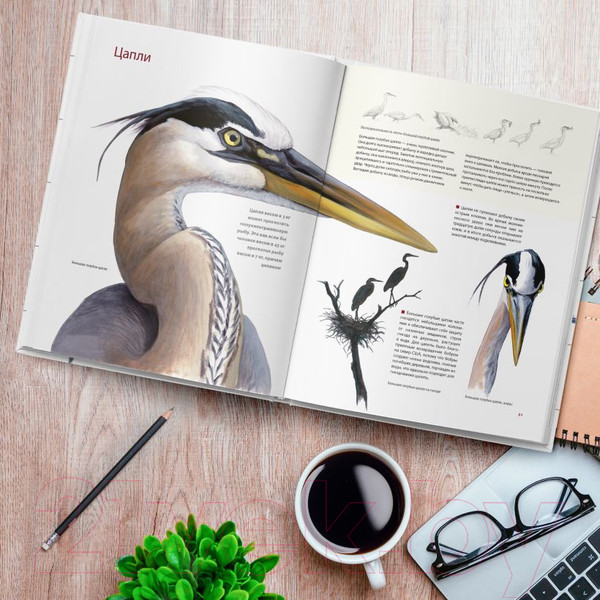 Изображение товара Книга Эксмо Каково быть птицей: о полетах и гнездовании, кормлении и пении (Сибли Д.)