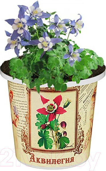 Изображение товара Набор для выращивания растений Rostokvisa Аквилегия / S1498