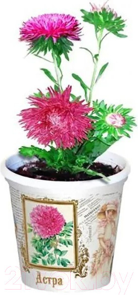 Изображение товара Набор для выращивания растений Rostokvisa Астра / G1499