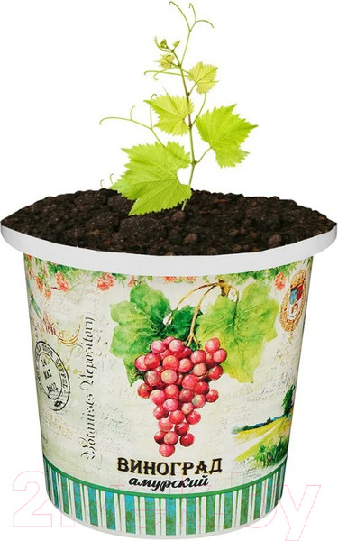 Изображение товара Набор для выращивания растений Rostokvisa Виноград амурский / 08774