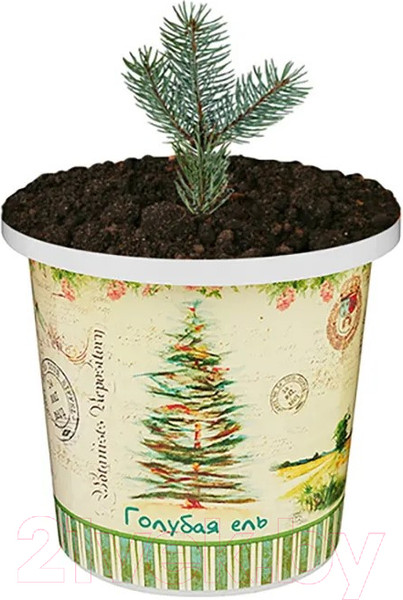 Изображение товара Набор для выращивания растений Rostokvisa Ель голубая / 88062