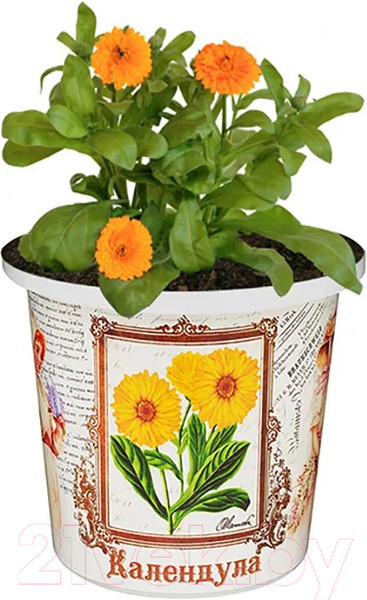Изображение товара Набор для выращивания растений Rostokvisa Календула / O1504