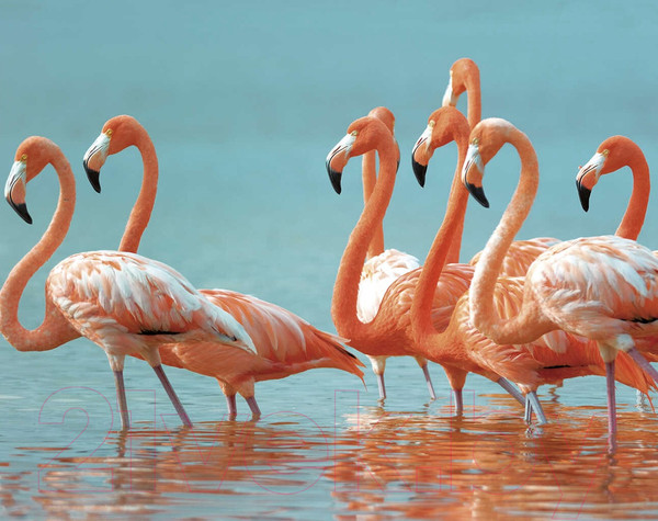 Изображение товара Набор алмазной вышивки Феникс+ Страна розовых фламинго / 59827