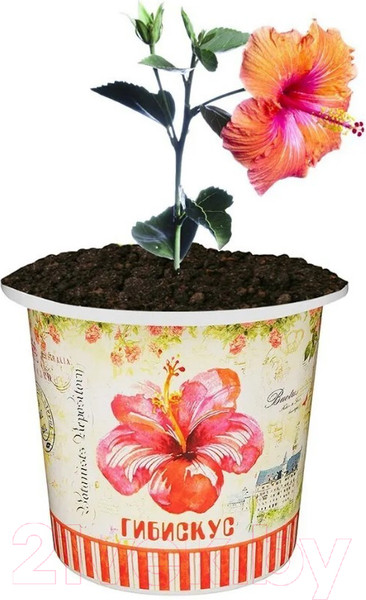 Изображение товара Набор для выращивания растений Rostokvisa Гибискус / 96486