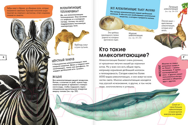Изображение товара Энциклопедия АСТ Животные (Агоста Л.)