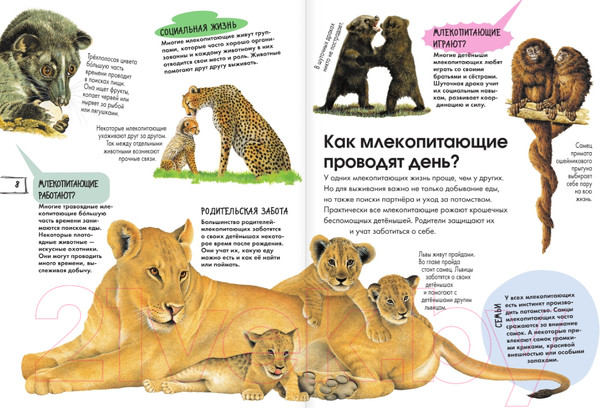 Изображение товара Энциклопедия АСТ Животные (Агоста Л.)