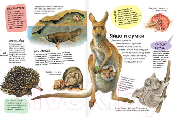 Изображение товара Энциклопедия АСТ Животные (Агоста Л.)