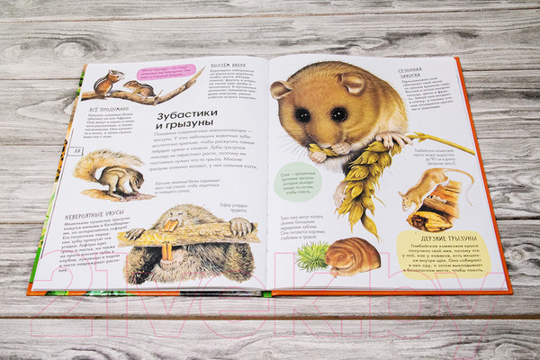 Изображение товара Энциклопедия АСТ Животные (Агоста Л.)