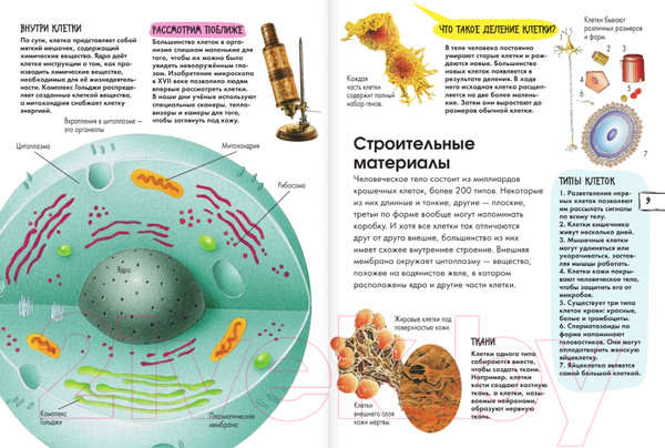 Изображение товара Энциклопедия АСТ Тело человека (МакРей Э.)