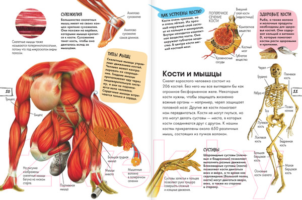 Изображение товара Энциклопедия АСТ Тело человека (МакРей Э.)