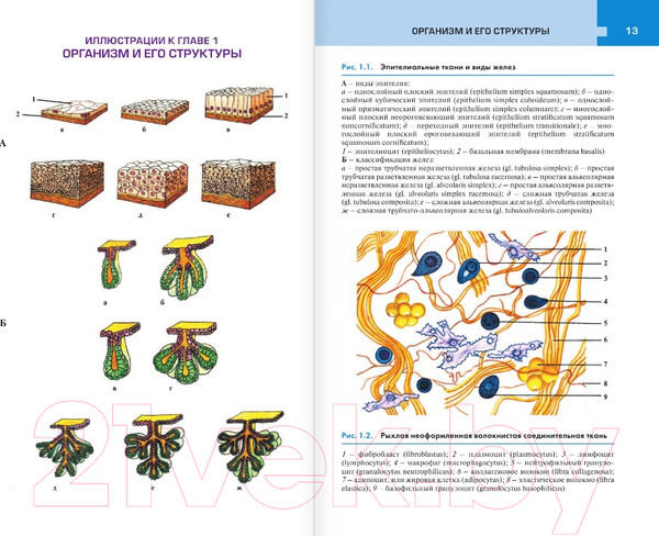 Изображение товара Атлас АСТ Атлас анатомии и физиологии человека (Самусев Р.П.)